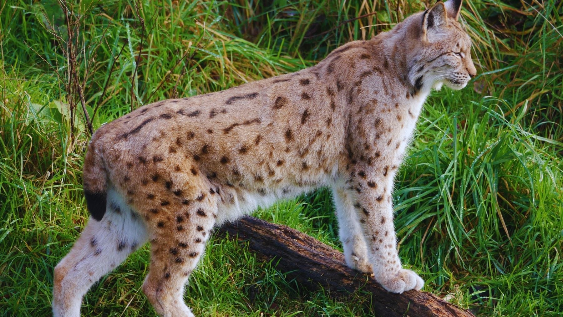 nacen 31 cachorros de lince ibérico en españa, una especie en peligro de extinción nacen 31 cachorros de lince ibérico en españa, una especie en peligro de extinción