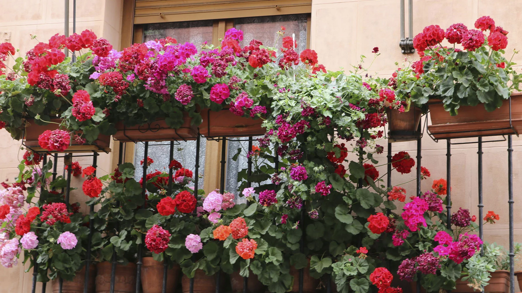 cómo hacer que tus geranios florezcan todo el verano cómo hacer que tus geranios florezcan todo el verano