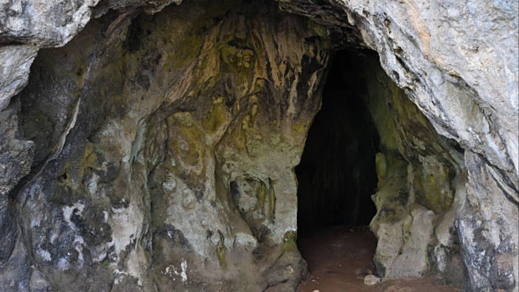 descubren avispa fósil de 105 M años en ámbar de Cantabria descubren avispa fósil de 105 M años en ámbar de Cantabria