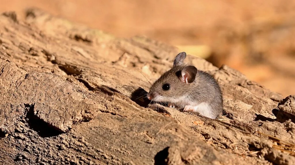 caso de hantavirus en Nueva York no es motivo de alarma caso de hantavirus en Nueva York no es motivo de alarma